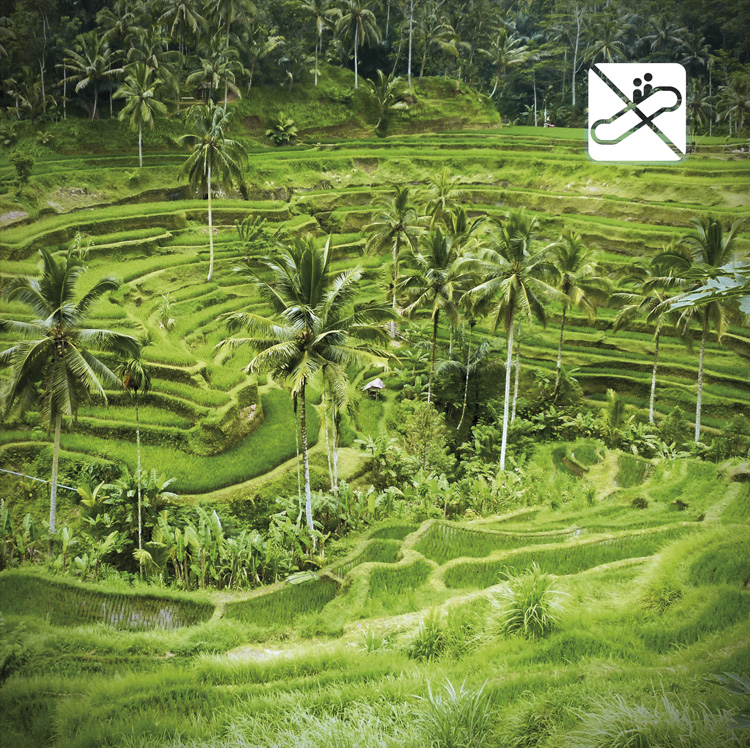 Book About Bali Welcome to Smisland Rice Field Elevator